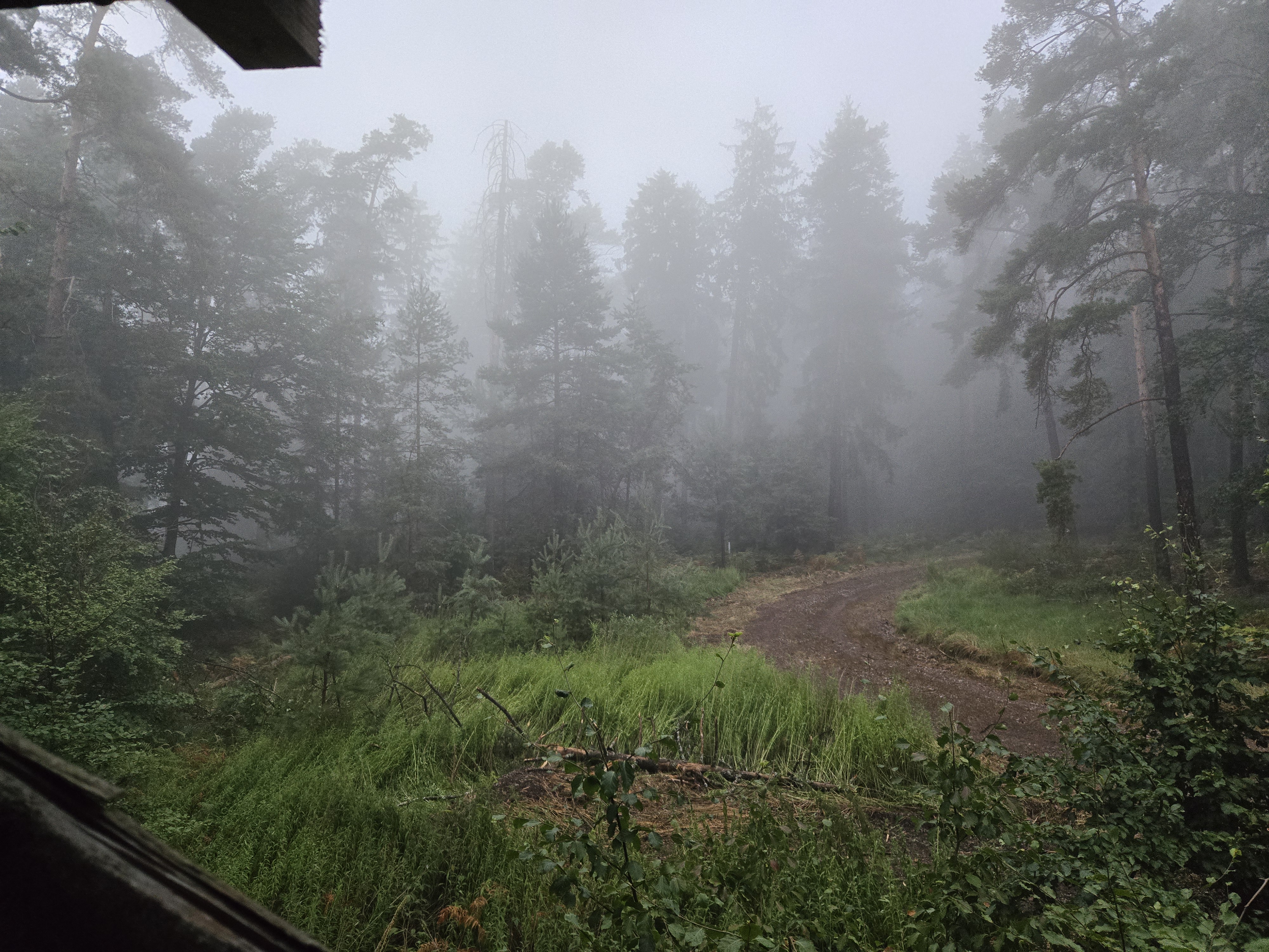Wald Hintergrund
